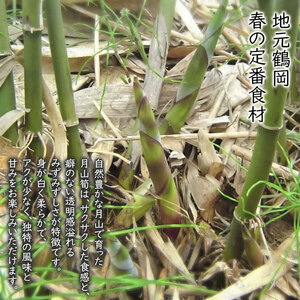 【令和9年産】 月山筍 1kg 山形県鶴岡市産 JA庄内たがわ K-930