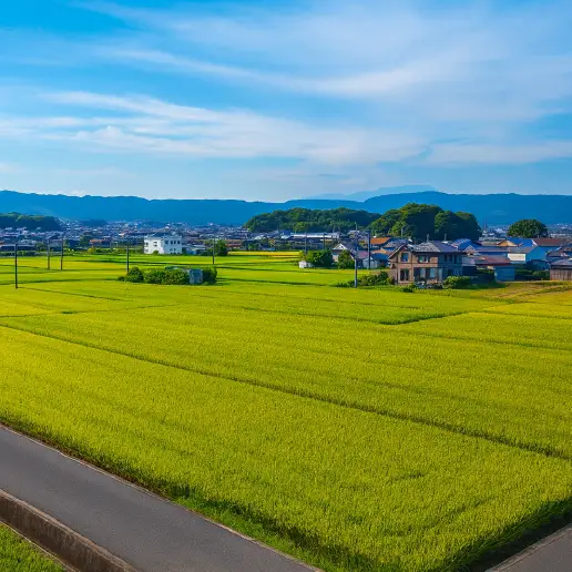 令和7年産 ヒノヒカリ 玄米 5kg ひのひかり  