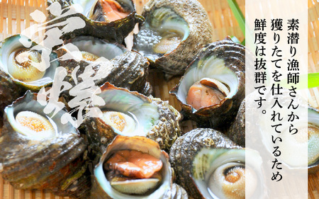  【先行予約】天然 黒あわび 中サイズ 1個 ＆ サザエ 1.1kg 【2027年4月より順次発送予定】 活 黒あわび サザエ [m17-b006_04]