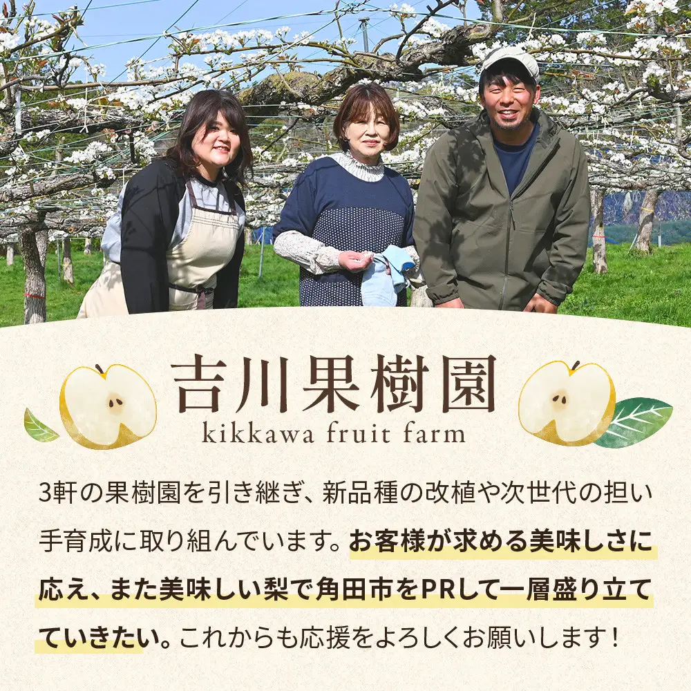 (訳あり) 旬の和梨　約３kg【吉川果樹園】 ｜ 梨  