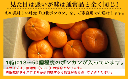 ポンカン 3kg 訳あり 先行受付 山北ぽんかん yk-0082