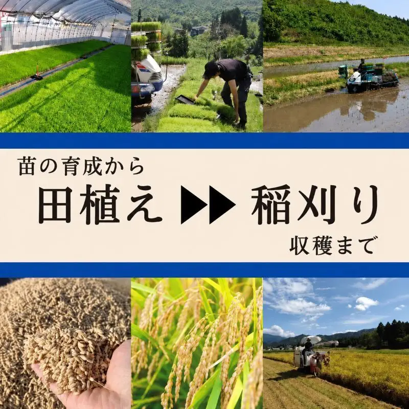 【定期便：精米10kg×3ヶ月】ブランド米    魚沼産コシヒカリ 米 こしひかり 新潟 定期