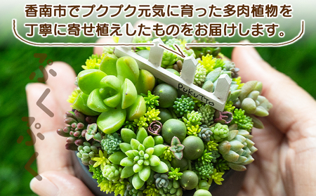自家生産 多肉植物の寄せ植え Mサイズ 多肉植物 pk-0005
