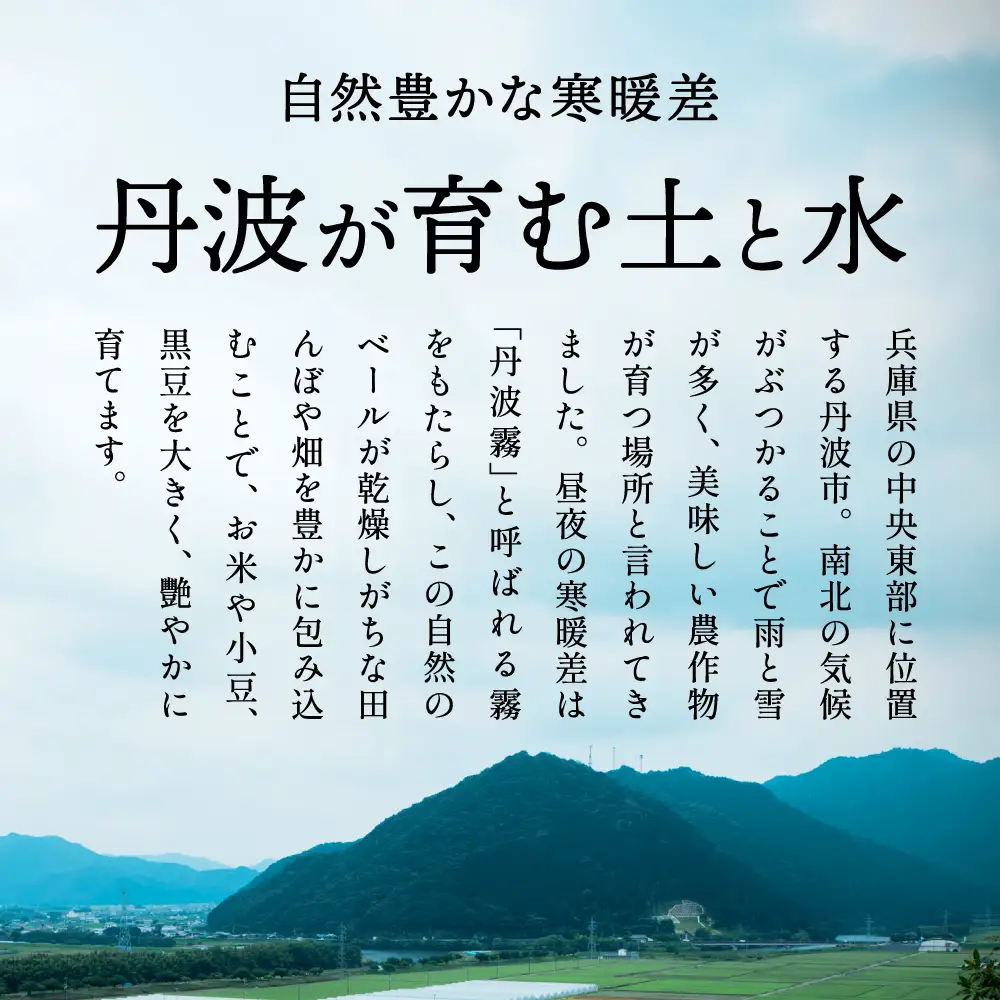 丹波産コシヒカリ 白米 5kg 〈発送直前精米〉〈丹波市〉 お米 白米