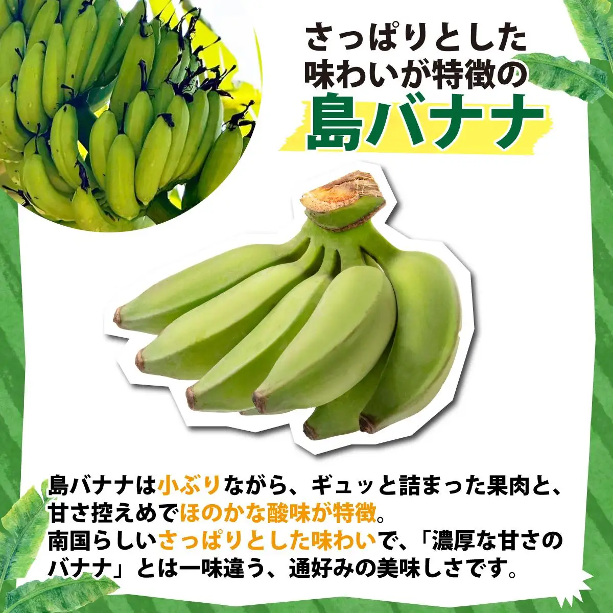 ＜わんのバナナ＞石垣島産バナナ【島バナナ】 合計約1.5kg NA-07