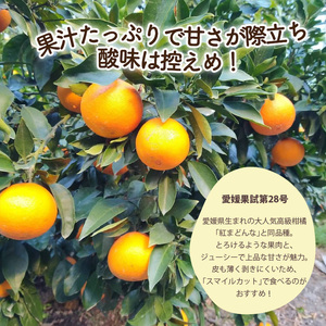 【紅まどんなと同品種】【秀品】 愛果28号 約2.5kg まどんな【2026年12月中旬頃から順次発送】【KNN001】