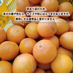 【紅まどんなと同品種】【訳あり】愛果28号 約3kg まどんな 【2026年12月中旬頃から順次発送】 【KNN003】