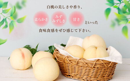 【訳あり】岡山白桃（家庭用）1.2kg以上  サイズ不揃い【2026年6月下旬～9月上旬まで順次発送予定】 もも 桃 モモ 4～7玉 フルーツ 果物 岡山県 倉敷市
