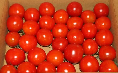 【2027年夏発送】完熟 富良野 ミニトマト 約3kg 野菜 トマト 新鮮 直送 朝採り北海道