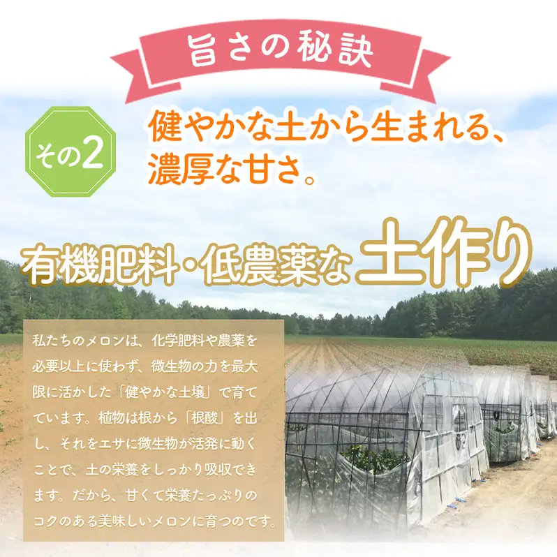 【数量限定！】北海道 富良野 メロン Lサイズ 1.3kg以上×1玉 フルーツ 果物