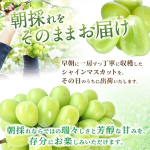 【ふるなびWEEK対象】シャインマスカット 秀品  朝摘み 2房（約1.2kg）こだわり農家厳選！【2026年8月末から9月末順次発送予定】【BK-kgr035-week】