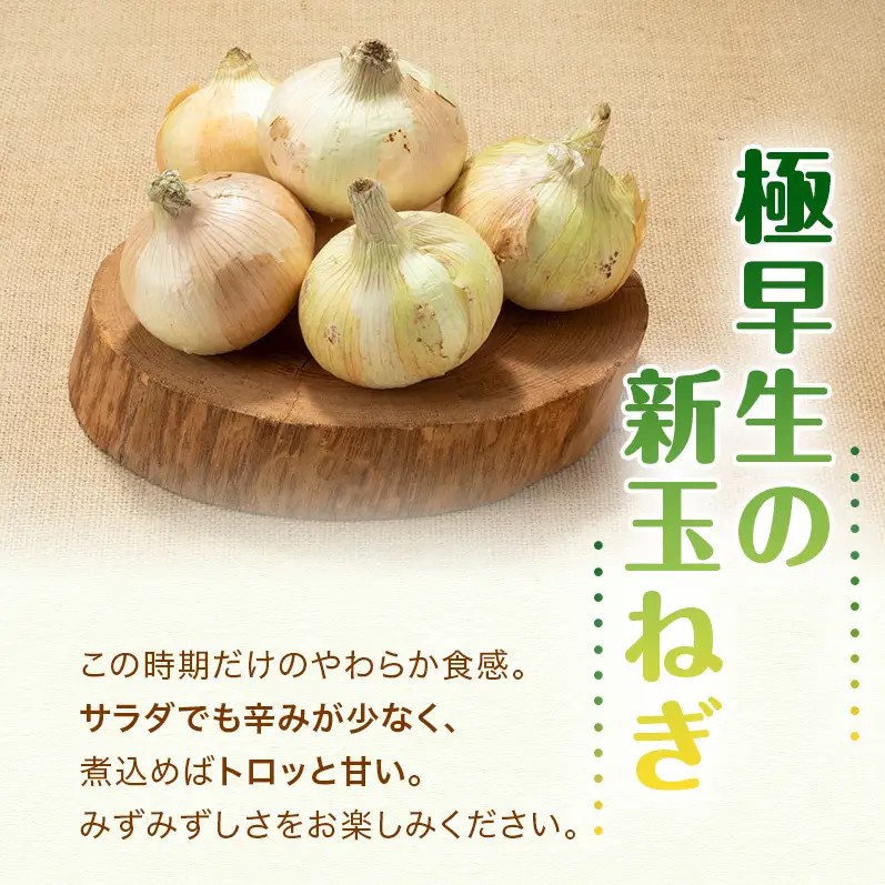 新玉ねぎ 極早生 3kg うしろ農園 甘い 新玉ねぎ
