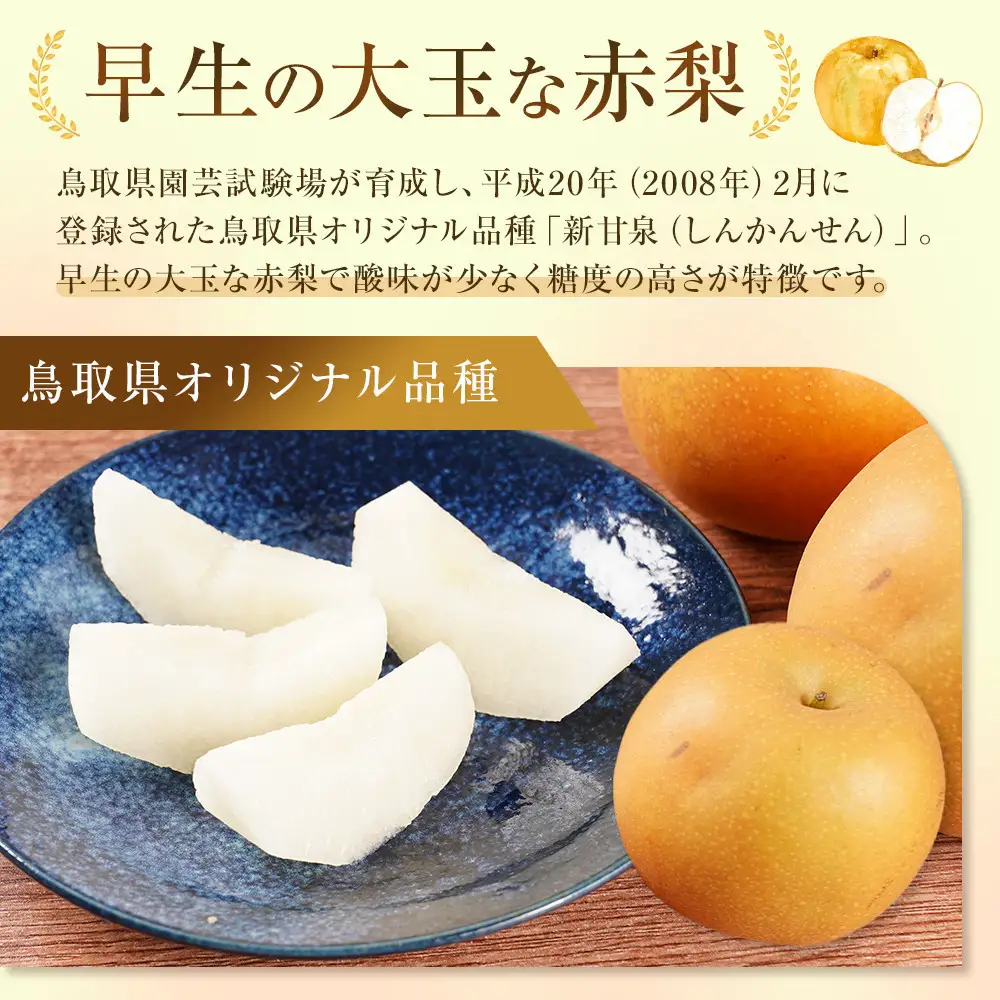 訳あり 鳥取県産 新甘泉 梨 5kg (10玉～15玉)