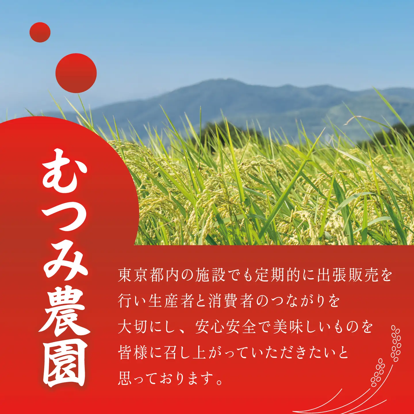 米 令和8年産 新米 コシヒカリ 玄米 30kg 米