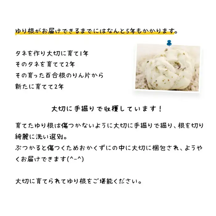 【先行予約】北海道ニセコ町 ゆり根M-L混みサイズ2kg【2026年産】【3200401】