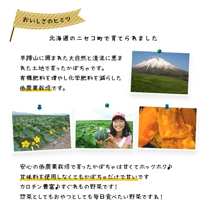 〈早期予約・数量限定〉北海道ニセコ町 かぼちゃ10kg【2026年産】【3200702】