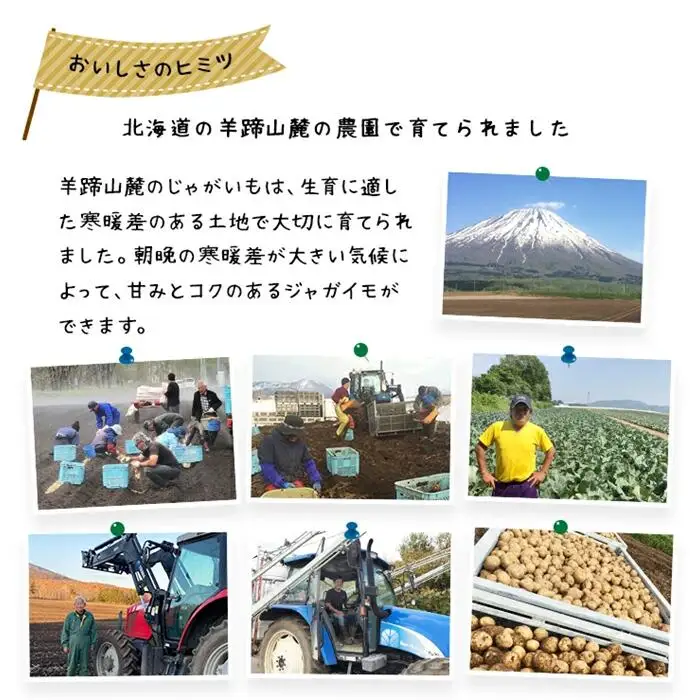 〈早期予約・数量限定〉北海道ニセコ町 訳ありじゃがいも北あかり10kg【2026年産】【3200902】