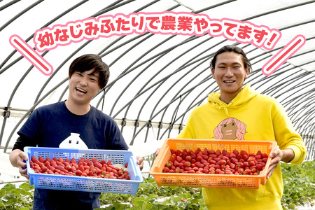 [先行予約 定期便／4ヶ月] 大粒とちあいか定期便 [2027年1月から順次発送] [0721]