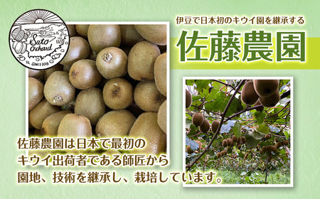 東伊豆・佐藤農園のキウイ　贈答用　12個入（2Lサイズ） 1331 ／ 佐藤農園 果物 フルーツ 農家直送 静岡県 東伊豆町