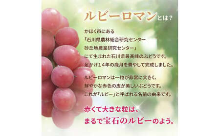 【先行予約 2027年収穫分】ルビーロマン 1房 約350g（お試しサイズ）｜ ぶどう ぶどう