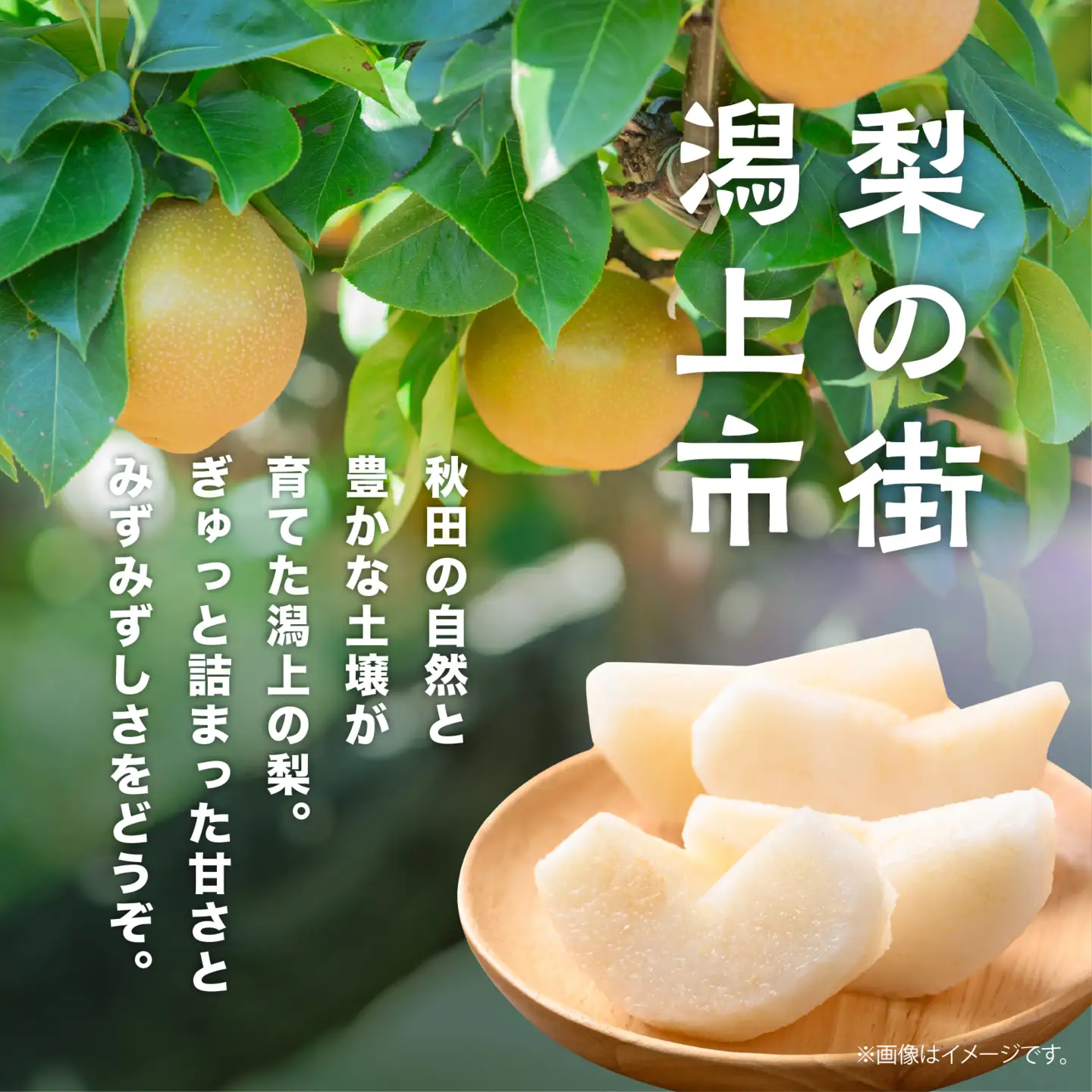 【先行予約】和梨 詰め合わせ 5kg 旬 甘い くだもの 果物 フルーツ なし ナシ グルメ 人気 おすすめ ランキング 故郷 ふるさと 納税 秋田 秋田県 潟上 潟上市 【舘岡果樹園】