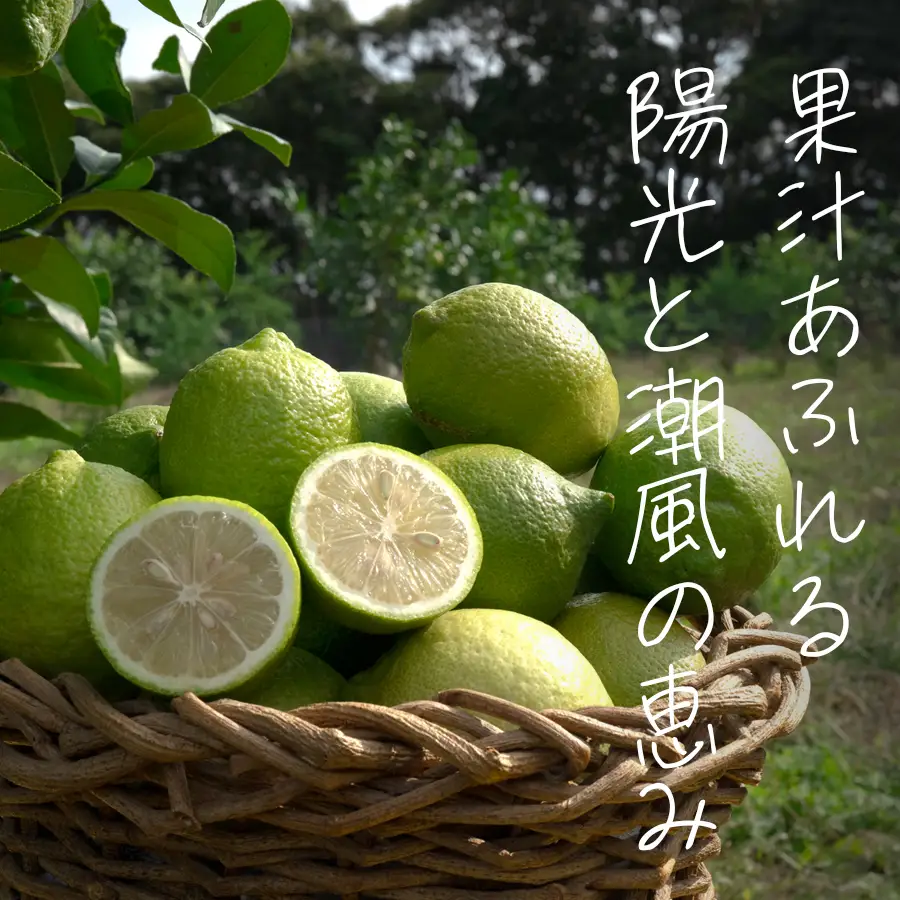 こじゃんとレモン 4kg