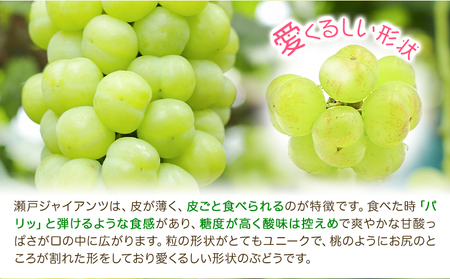 【2027年先行予約】瀬戸ジャイアンツ 2房 (1房480g以上) 合計約1kg 化粧箱入り