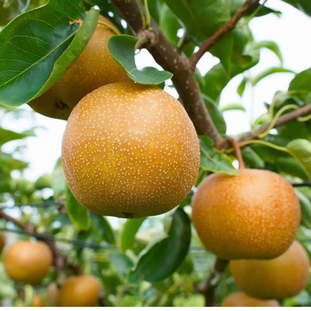 先行予約 新美月梨 約3kg(6~10個)  新潟県オリジナル品種 三条市 小野里果樹園