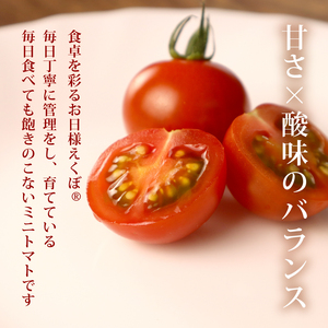 ミニトマト 約1.5kg 《訳あり》 2026年10月発送 【ミニトマト】