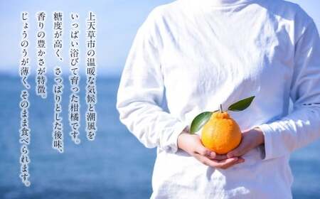 ＜ R8年熊本地震復興支援 ＞【先行受付】上天草市産 不知火 約3kg（8玉～15玉） 柑橘 果物 フルーツ 熊本県 上天草市 【2027年3月下旬～5月上旬順次発送予定】