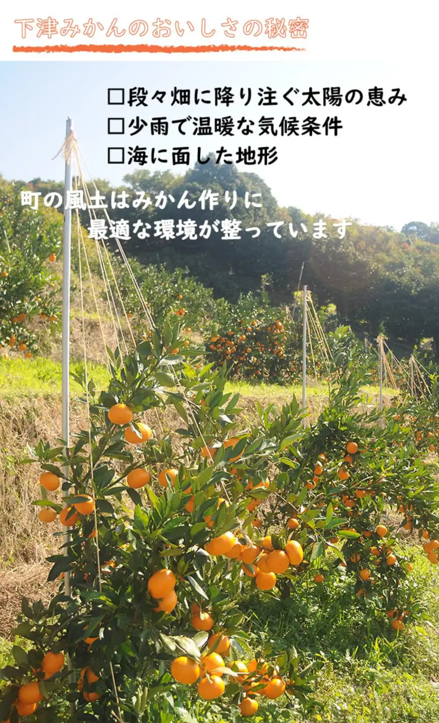 極早生みかん ギュッと凝縮甘酸っぱい味!5kg 家庭用（2S・3Sサイズ)日南早生みかんなど［Mg38］