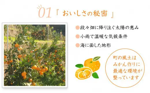 訳あり 早生みかん 2S・3S混合 6.5kg 和歌山みかん