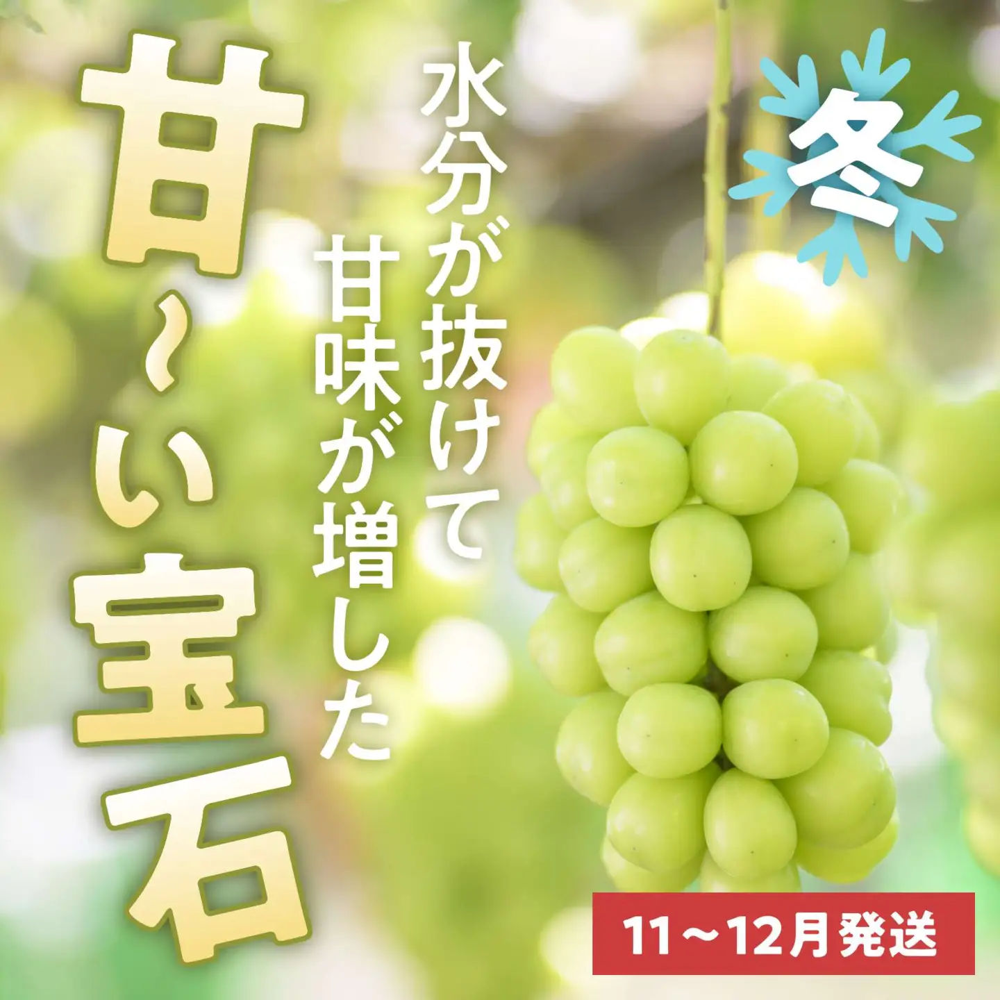 【2回定期便】秋と冬に食べるシャインマスカット 2房（約1kg）× 2回［おぶせファーマーズ］ 果物 フルーツ ぶどう 葡萄 数量限定 長野 信州 令和8年産 【2026年10月～12月発送予定】