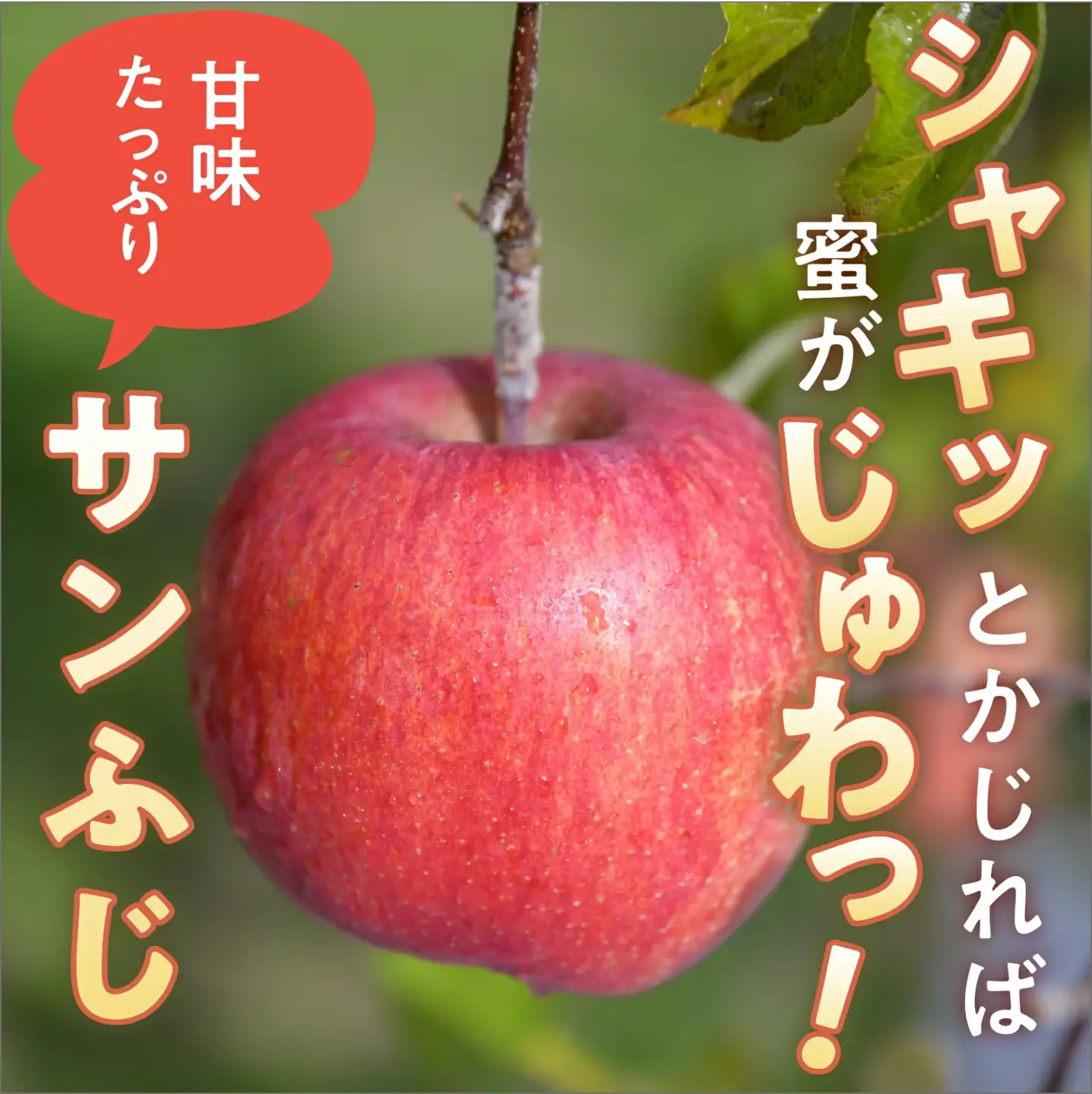 冬に食べるシャインマスカットとサンふじ詰合せ 1房（約500g） 2～3玉［おぶせファーマーズ］ ぶどう りんご 林檎 リンゴ 果物 フルーツ  長野 信州 数量限定 令和8年産【2026年11月下旬～2027年1月下旬発送】[F-66]