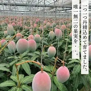 【2027年8月より順次発送】【THE Dinosaur Egg】プレミアムキーツマンゴー 1玉(約750g以上) (BV013)