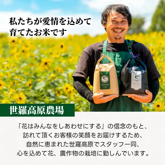コシヒカリ5kg 令和8年産 米 白米 ごはん 精米 お米 ご飯 おにぎり お弁当 こしひかり 世羅米 世羅産 世羅町産 A041-17