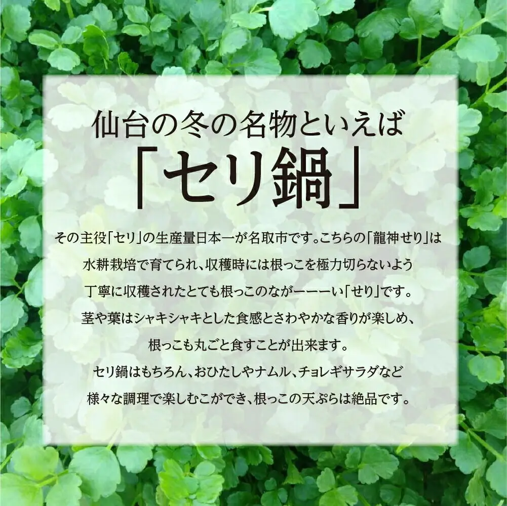シャキシャキ食感の根付き仙台セリ 2～3人前 期間限定