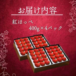紅ほっぺ いちご 苺 1600g 紅ほっぺ