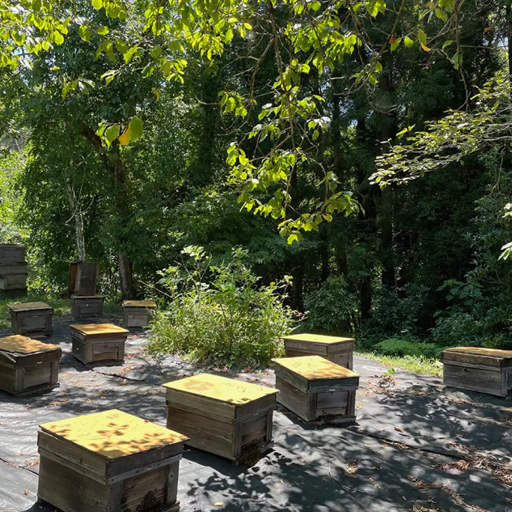 純粋ハチミツ 巣蜜（コムハニー） 瑞浪市 / honey shop Bee farm asano 蜂蜜 はちみつ[AZBT017]