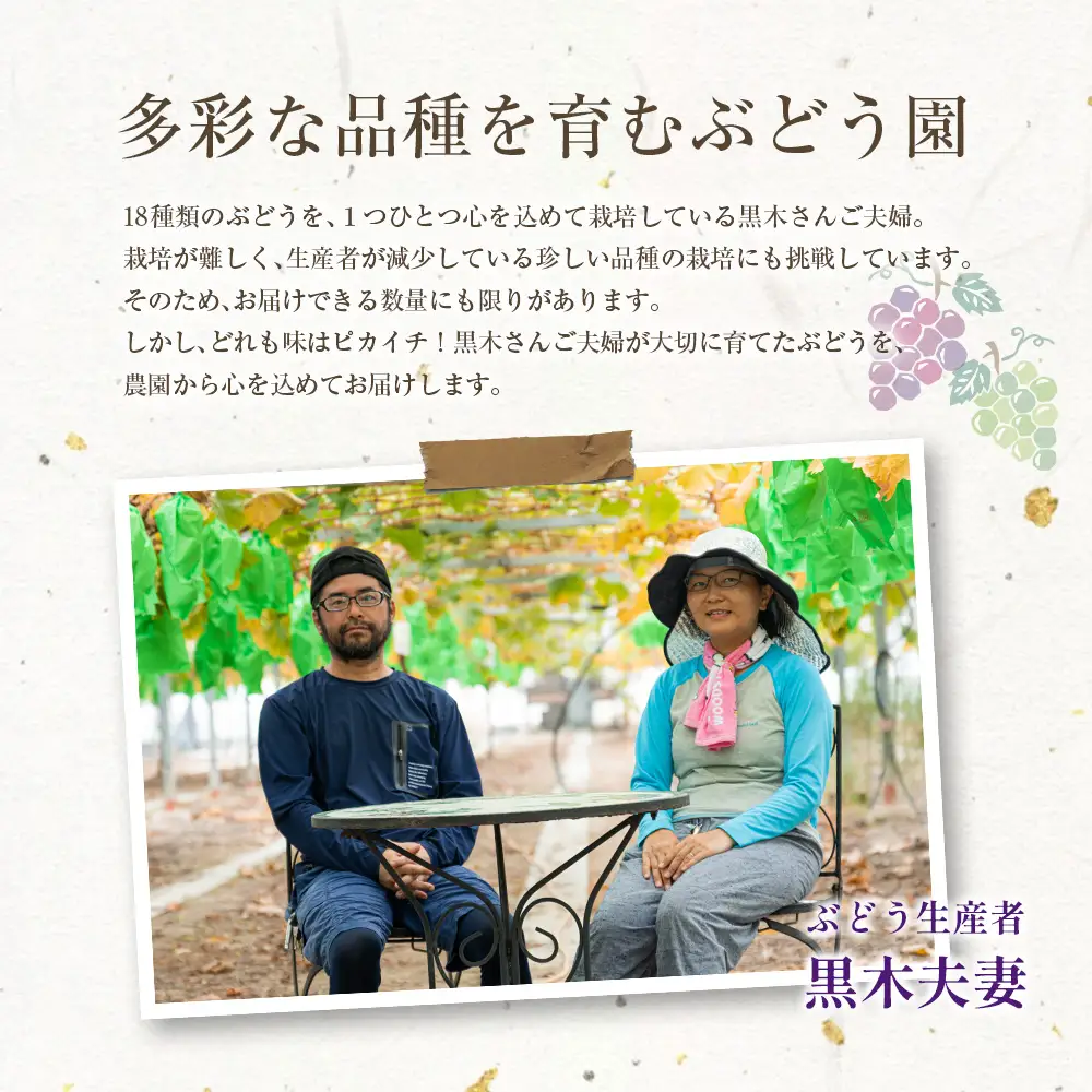 ［ご自宅・ご家庭用］ブドウ 2027年収穫・発送 ナイトハーベスト(夜摘み)『旬の種無しぶどうセット』 合計800g以上 3～4房 希少 人気 ブドウ フルーツ 果物【B668-27】
