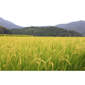 1096.【定期便全6回】【令和8年産新米産】【食味鑑定士厳選】 鳥取県産 コシヒカリ5kg (5kg×1袋) 合計 30kg