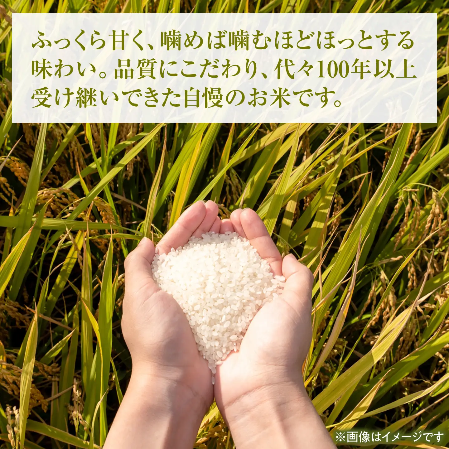 コシヒカリ 令和8年産 5kg 5キロ 精米 白米 お米 ご飯 ごはん 米 こめ こしひかり 高知県産 国産 お取り寄せ 常温 高知 土佐市 ふるさと納税【三宮 君生】 [BQCE001]