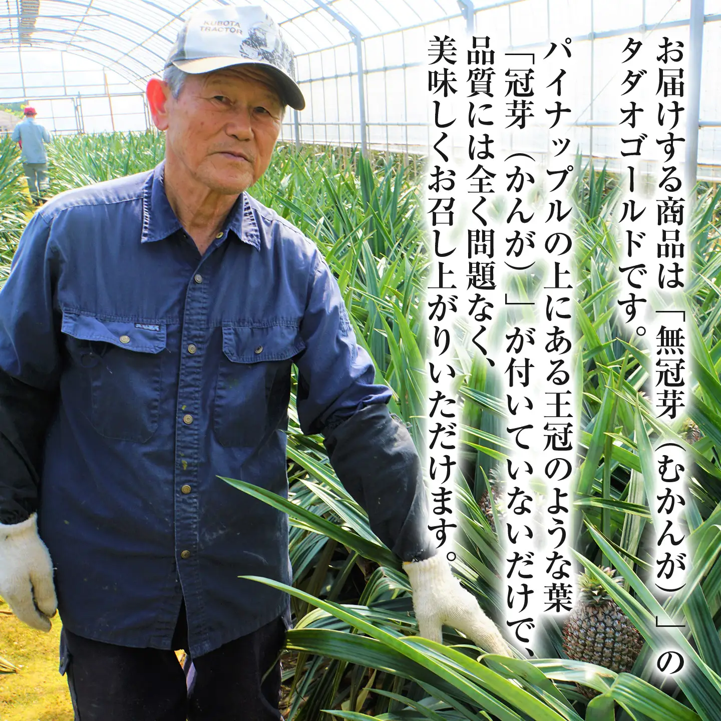 パイナップル TADAO GOLD 家庭用 無冠芽 1玉 約2kg