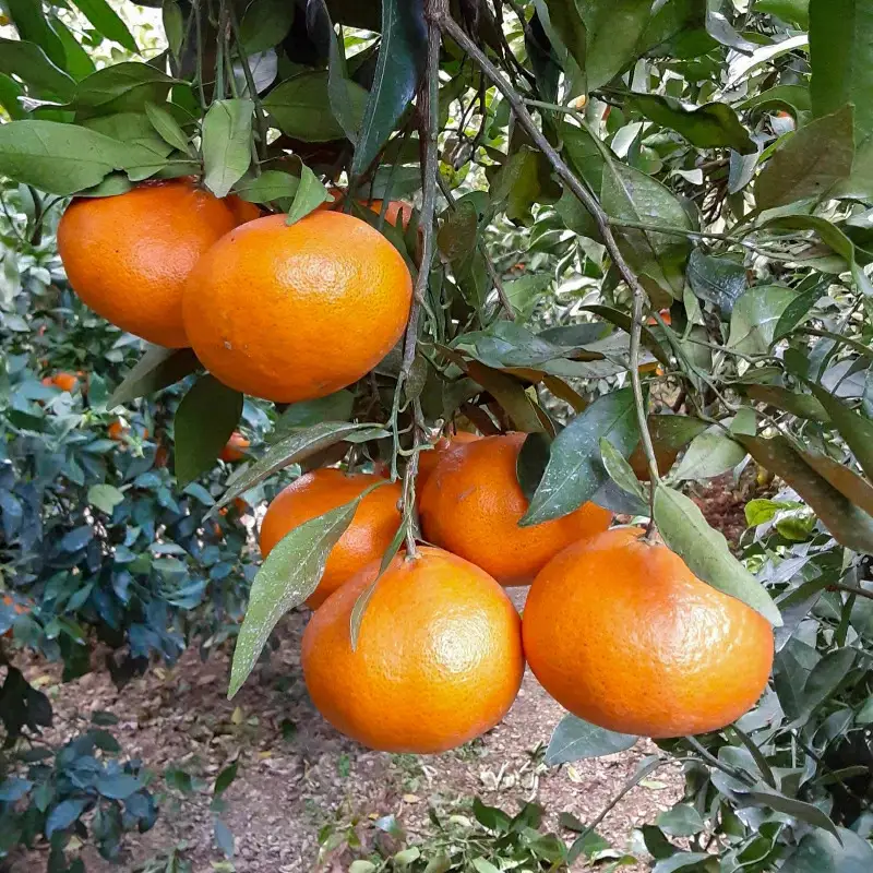 【先行予約】 訳あり 甘平 5kg サイズミックス 中山農園 愛媛県 愛南町