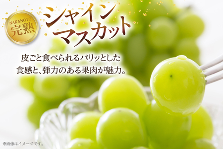 【期間限定発送】ぶどう エミー農園で作る 完熟ぶどう 2種食べ比べセット シャインマスカット ＆ BKシードレス 計 600g