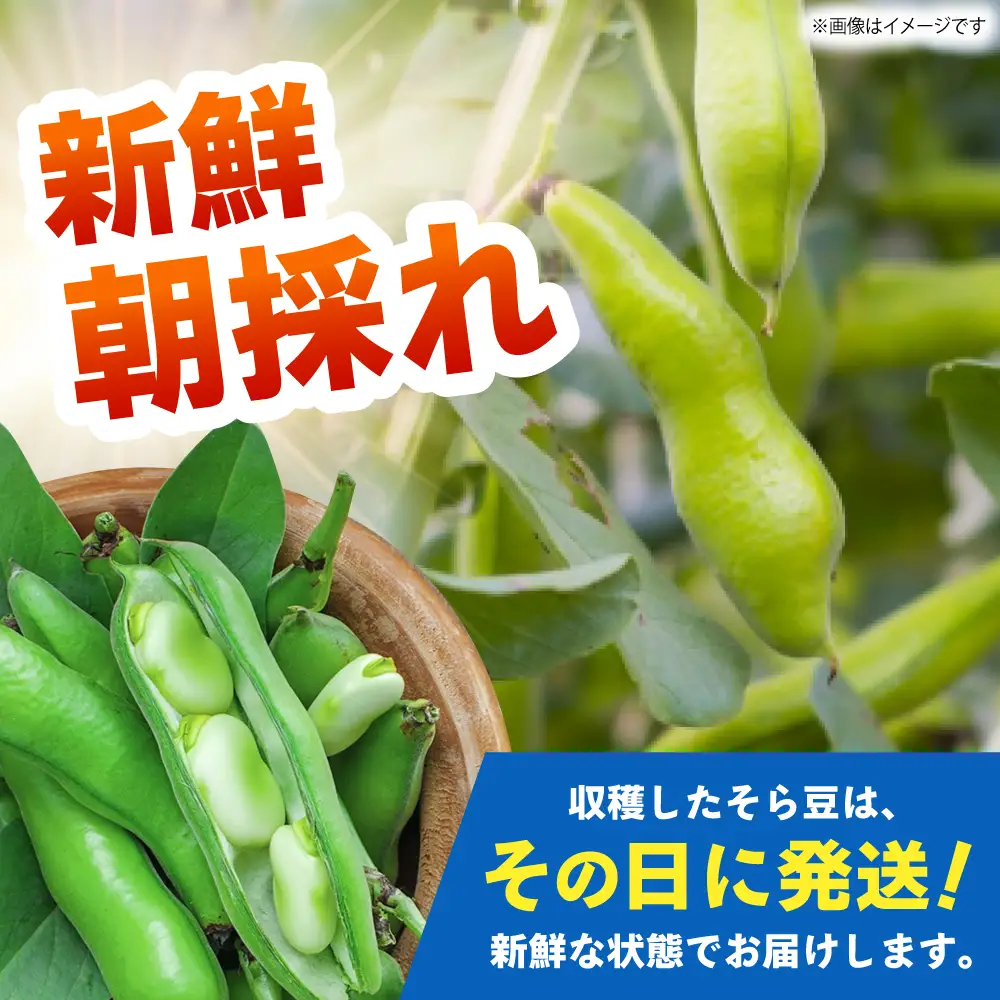 【朝採れ】 訳あり 生そら豆 2kg 【にしやまファーム】 新物 さや付き そら豆[HDI002]