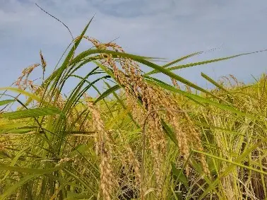 石川県七尾市産 コシヒカリ 精米 5Kg | 米 ※2026年10月～発送
