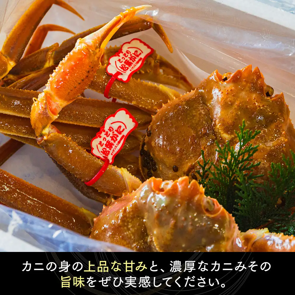 鳥取県産　タグ付きボイル松葉ガニと活松葉ガニの欲張りフルコース中2枚セット　(700g前後)  | カニ 松葉ガニ 活 ボイル 美味しさに 訳あり 大容量 　※2026年11月上旬～2027年3月下旬頃に順次発送予定