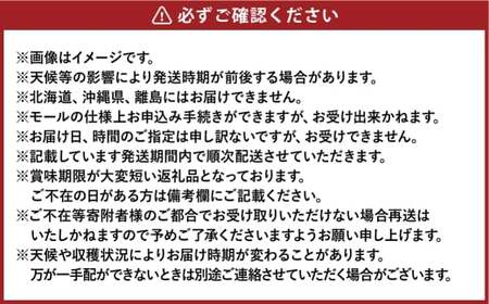 シャインマスカット晴王 約500g×2房 計約1kg【2026年8月下旬～11月下旬まで順次発送予定】 マスカット 葡萄 ぶどう ブドウ 果物 フルーツ 岡山県 倉敷市