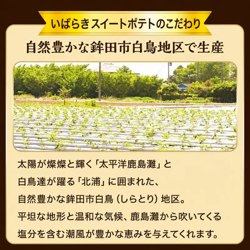 干し芋（スティックタイプ）訳あり品　1kg（100g×10パック）
